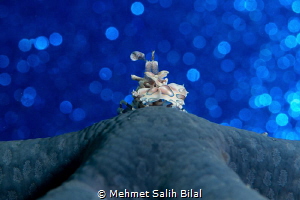Harlequin shrimp and the blue starfish. by Mehmet Salih Bilal 